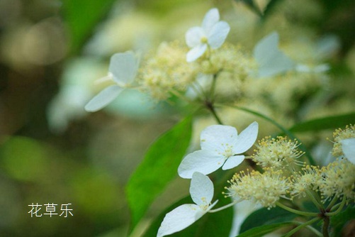 定焦镜头组合——欧美激情钙片在线观看，解锁摄影艺术的无尽可能